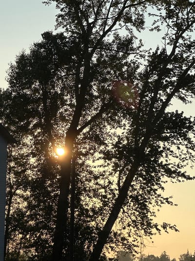 The image shows a silhouette of trees against a hazy yellow sky, possibly at sunrise or sunset. A bright, sun-like object is visible through the branches of a large tree, creating a lens flare effect. The foreground is dominated by the dark shapes of tree trunks and leaves. On the left side of the image, a portion of a light-colored building with vertical siding is visible. The background shows the indistinct outline of a distant tree line. The scene appears to be an outdoor environment, possibly a residential area given the presence of the building. The location is identified as Lynnwood, United States.