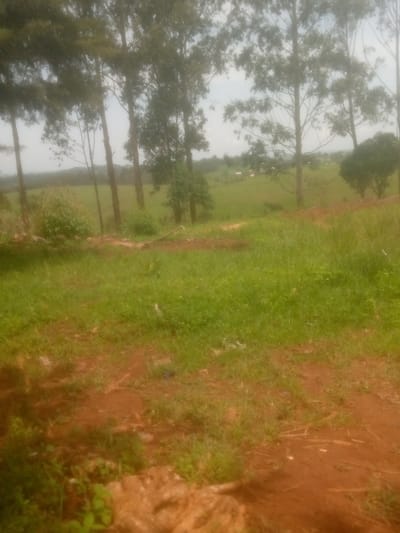 The media file depicts an outdoor scene in Mayo Ndaga, Nigeria. The foreground is dominated by patchy dry, reddish-brown soil interspersed with vibrant green grass. Some dry twigs and leaves are scattered across the ground. Further back, a dense area of lush green grass stretches across a gentle slope. In the middle ground, a cluster of green bushes and a few scattered trees are visible. The background features a line of tall, slender trees with sparse foliage, their trunks appearing light brown. Beyond the trees, a hazy landscape unfolds, revealing distant green fields with some small, light-colored structures that could be buildings or sheds. The overall impression is of a rural or semi-rural environment under an overcast sky, suggesting it might be a cloudy day or perhaps early morning or late afternoon due to the soft, diffused light. There are no people or specific objects of interest, and no visible text. The scene conveys a sense of natural, undeveloped landscape.