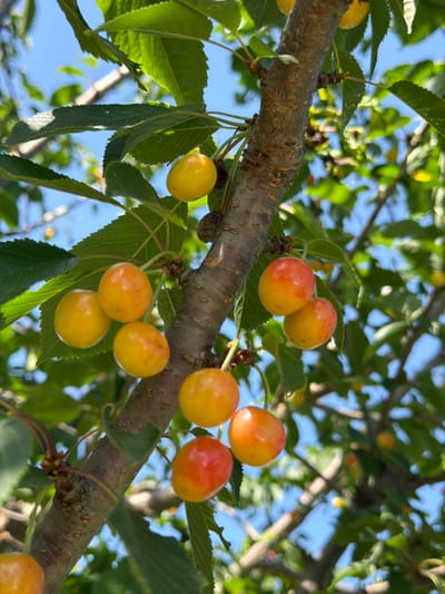 A low-angle shot captures a branch of a cherry tree laden with ripe, yellow and red cherries against a bright blue sky. The cherries are clustered together, some appearing fully ripe and others still showing a blush of red. Sunlight filters through the lush green leaves, casting dappled shadows on the branch and fruit. The rough texture of the tree bark is visible, adding to the natural feel of the scene. The overall impression is one of abundance and the beauty of nature in the summertime. The image appears to have been taken outdoors on a clear, sunny day. The location context provided, Радашковіцкі сельскі Савет, Belarus, suggests a rural setting. There is no visible text in the image.