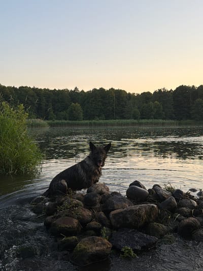 A medium-sized dog with dark, wet fur is standing in shallow water near a rocky shore. The dog is looking towards the camera with its tongue slightly out. In the background, a calm body of water reflects the sky, and beyond that, a dense line of trees borders the horizon. The sky is a pale gradient of blue and yellow, suggesting it is either dawn or dusk. The water has ripples on its surface, and the rocks on the shore are dark and covered in some moss. Tall, green grass is visible to the left of the dog, growing out of the water. The overall scene is one of a natural environment, likely a lake or slow-moving river, during a quiet time of day. The location is in Падлабенскі сельскі Савет, Belarus.
