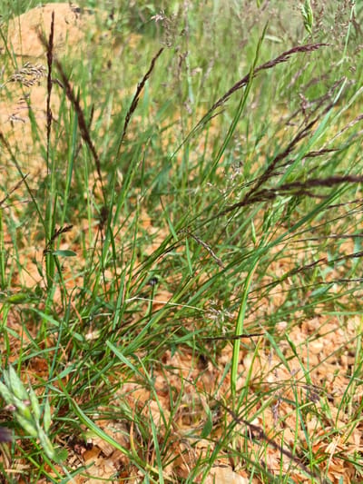 This is a close-up, eye-level, outdoor, daylight photograph of wild grasses and fallen leaves on the ground in Лосева, Belarus. The focus is on the vegetation, with a shallow depth of field that blurs the background. The ground appears to be covered with dry, light brown leaves and some exposed soil. The grasses are predominantly green, with some stalks bearing dark purple-brown seed heads or flowers. The overall impression is of a natural, undisturbed patch of ground within the city. There are no people or animals visible in the frame.