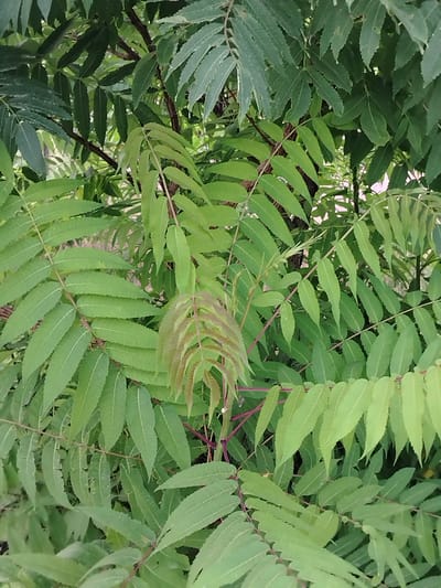 A close-up, eye-level shot captures a dense cluster of compound leaves, typical of a tree or shrub, with vibrant green foliage dominating the frame. The leaves are elongated and serrated, arranged in pinnate clusters along thin, reddish-brown stems. Some newer leaves at the center of the frame exhibit a lighter green, almost purplish hue, suggesting new growth. The background is a blur of more green leaves and branches, indicating a natural setting. There are no people or distinct man-made objects visible, suggesting the photograph was taken in a park, garden, or natural area. The scene is devoid of any specific identifying markers that would place it in Baikonur, Kazakhstan, or any other specific urban location.