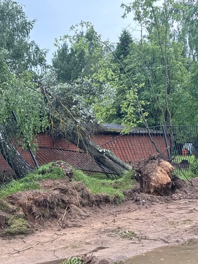 A large tree has been uprooted and fallen onto a black metal fence, causing it to bend and buckle. The tree lies across the fence, its trunk and branches resting on the bent metal. The fence is in front of a brick building with a dark roof. The ground around the fallen tree is disturbed earth and mud, with exposed roots visible from the uprooted tree. Green grass is scattered on the ground, and there are small branches and debris. The background shows more trees and foliage under a cloudy sky. This scene is located in Novoaleksandrovsk, Russia.