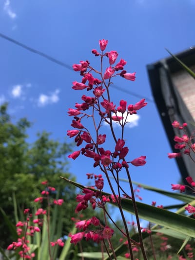 A low-angle shot showcases red Heuchera flowers against a blue sky with scattered white clouds. Some green foliage is visible, along with a partial view of a dark grey building with a sloped roof. The image appears to be taken outdoors in daylight. There is no evidence to suggest this image was taken in the city of Petrykiv, Ukraine.
