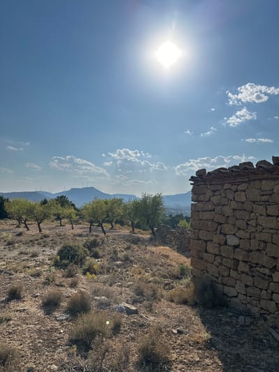 The image depicts a sun-drenched, arid landscape with a clear blue sky dotted with fluffy white clouds. In the foreground, to the right, a weathered stone structure stands partially in shadow, its walls constructed from irregular, rough-hewn stones and topped with broken red tiles. The ground in front of it is dry and covered with sparse, low-lying scrub and scattered rocks.

To the left of the stone structure, a row of young olive trees with gnarled trunks are planted on a gentle slope. Beyond the olive trees, the landscape recedes into a valley, with more trees and some scattered buildings visible in the distance. Further back, a prominent, rounded hill dominates the horizon, topped with what appear to be wind turbines. The sun, a bright, intense orb, shines high in the sky, casting a strong light and creating lens flare. The overall scene suggests a rural, possibly remote, location in a warm climate, consistent with the topography of Alpuente, Spain, which is known for its hilly terrain and Mediterranean vegetation. No people are visible in the image.
