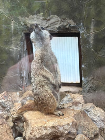 This media file shows a meerkat in an enclosure. The meerkat is lying on its side on a rock, with its head extended to the left, looking into the distance. Its fur is a mix of brown and grey. The enclosure appears to be rocky, with a window or opening in the background showing a textured surface. The lighting suggests it is daytime. The overall scene is of an animal in a habitat designed to resemble its natural environment. No text is visible in the image.
