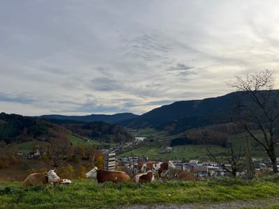 The image depicts an elevated view of the city of Oppenau, Germany, situated in a valley, observed from a grassy hillside. In the immediate foreground, four cattle are present. Three cows and one calf are lying on green grass. The leftmost cow is light brown and white, facing right. Next to it, a smaller, mostly white calf with brown patches rests. To their right, a predominantly brown cow with white markings lies facing left. A fourth brown and white cow is partially visible behind the central cow and a wooden fence post on the right. The fence line extends towards a bare deciduous tree on the far right.

The midground reveals the city of Oppenau, nestled within a valley. Numerous buildings, including residential and commercial structures of varying sizes and colors, form the urban area. A notable multi-story building with a light-colored, gridded facade is prominent in the city center. Green fields and patches of trees with autumnal foliage (red, orange, brown) surround and intersperse with the buildings.

The background consists of rolling mountains and hills, densely covered with dark green coniferous and lighter autumnal deciduous trees. The sky above is overcast, featuring a mix of light gray and white stratiform and cirriform clouds. The overall lighting is diffuse, indicative of an autumn day. No human figures are visible.
