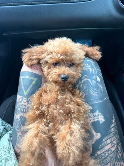 A small, light brown, curly-haired dog, resembling a poodle or poodle mix, lies comfortably on a person's tattooed limb inside what appears to be a car in Monopoli, Italy. The dog is positioned on its back, with its head turned towards the camera, revealing its dark eyes and black nose. Its fur is fluffy and disheveled, indicating a relaxed posture.

The limb beneath the dog is heavily adorned with intricate black-and-grey tattoos. Visible designs include what appears to be a skeletal or bone structure pattern, abstract swirls, and geometric shapes, specifically a black triangle with a yellow outline. Partially visible text on the tattoo includes "ORNIS," possibly part of a longer word like "CALIFORNIS." The skin tone beneath the tattoos is light. A glimpse of patterned fabric, possibly clothing, is visible in the lower right, suggesting the dog is resting on a lap or upper leg.

The car's interior features dark-colored surfaces, likely a dashboard or door panel, with some light stitching visible. A storage compartment or cubby hole is present in the background, and a light blue object or packaging, partially reading "TOTEM," is visible within it. The lighting suggests it is daytime. The overall scene conveys a moment of calm and companionship during a car journey.