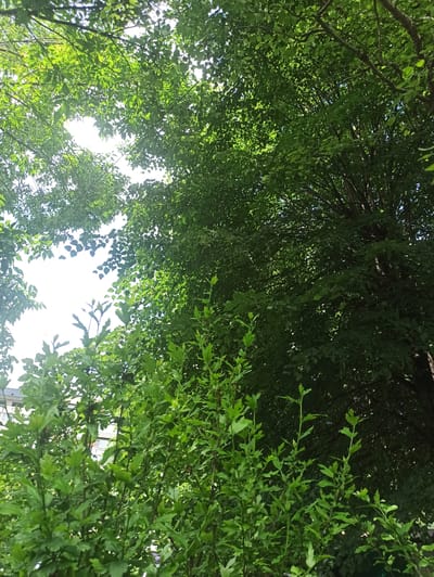 This is a low-angle shot looking up into the dense green foliage of trees. The leaves are lush and varied in shape and size, with some branches silhouetted against the bright, overcast sky. The light filtering through the canopy creates a dappled effect, with some areas illuminated and others in shadow. The overall impression is one of natural abundance and a sense of being enveloped by nature. There are no people or identifiable objects visible within the frame, other than the trees and their leaves. The scene suggests a warm, possibly humid day, with the bright sky indicating daylight. Without further context, the specific location is not evident, but the description of lush greenery is consistent with many natural outdoor settings.