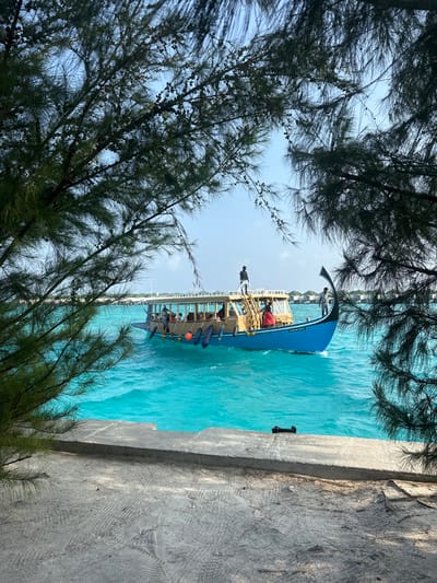 The image depicts a maritime scene in Magoodhoo, Maldives. The foreground is characterized by dark, needle-leafed tree branches partially obscuring the upper and lateral edges, and a textured concrete surface extending across the bottom. A large motorized dhoni, featuring a blue hull, a light brown wooden cabin with multiple windows, and a distinctive upward-curved bow, navigates the vibrant turquoise water from left to right. The name "FUVAMULAH" is visible on the bow. Multiple passengers are seated within the boat's cabin. Three individuals are visible standing on the upper deck: one positioned centrally on the cabin roof, another near the bow, and a third partially visible near the stern. The boat's port side is equipped with three black cylindrical fenders and two orange spherical fenders. Distant structures, consistent with buildings or overwater bungalows, are discernible along the horizon under a clear blue sky.
