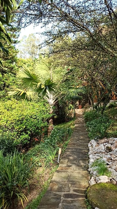 A stone pathway lined with lush greenery and trees winds through a garden. A stone wall with moss accents the right side. Palm trees and other plants thrive along the path, with dappled sunlight filtering through the overhead foliage. The scene is serene and natural.