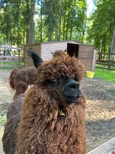 A close-up, vertical shot shows the head and neck of a brown alpaca. The alpaca's fur is curly and appears somewhat matted with bits of hay. Its nose and mouth are dark, and a single blade of grass is stuck to its nose. One black ear is visible, sticking out from the fluffy brown head.
In the background, a small wooden structure with a metal roof stands to the left of the alpaca. A bright yellow bucket is attached to the side of this structure. Further back, a wooden fence encloses a grassy area. Beyond the fence, the scene is dominated by a dense forest of green trees, with sunlight filtering through the leaves, suggesting it is daytime. The ground in the foreground is covered with dirt, straw, and hay. The overall setting appears to be a farm or an animal enclosure in a rural, wooded area. No people are visible in the image.