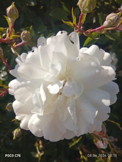A close-up, eye-level, vertical shot focuses on a fully bloomed white rose with numerous delicate petals. The rose exhibits a few small, pinkish speckles scattered across its petals. Surrounding the rose are several unopened rose buds, some with reddish stems and green sepals. The background is a dark, blurred expanse of green foliage, suggesting an outdoor setting. The lighting appears natural, casting subtle shadows on the rose petals, and the image has a shallow depth of field, emphasizing the flower. The bottom left corner of the image displays the text "POCO C75", and the bottom right corner shows the timestamp "08.06.2026 08:13". This image depicts a rose in bloom, likely in a garden or natural setting within Kiełczów, Poland.