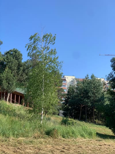 The image depicts a sunlit outdoor scene in Pisochyn, Ukraine, likely in a residential or park area. In the foreground, a sloped grassy area is covered with dry, mowed grass, transitioning to taller, greener grass further up the slope. A slender, deciduous tree with light bark and green leaves, possibly a birch, stands prominently in the middle ground, its branches swaying slightly. To the left, a wooden structure with a green tiled roof and visible pillars is nestled into the hillside. Behind the tree and the wooden structure, a dense cluster of evergreen trees, likely pines, forms a natural backdrop. Beyond the trees, a modern multi-story apartment building with light-colored facades and visible windows is visible against a clear blue sky. A construction crane is faintly visible in the far upper right corner of the sky, indicating ongoing development in the vicinity. The scene is characterized by a natural landscape interspersed with signs of urban development.