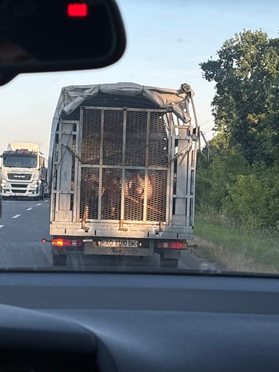 This is a rear view, eye-level, outdoor shot of a truck with a livestock trailer on a highway, likely in or near Ozeryany, Ukraine. The trailer is made of metal bars and is covered with a tarp. It appears to be transporting animals, as several large, furry animals are visible inside. The truck has a license plate that reads "AO 1380 BK". A white MAN truck is visible in front of the livestock trailer. The sky is clear and blue, and trees and green grass line the side of the road. A red indicator light is visible on the interior rearview mirror of the car from which the photo is taken.