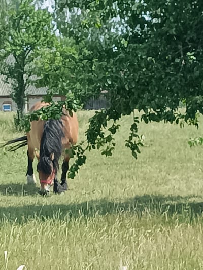 A light brown horse with a black mane and tail grazes in a grassy field under a leafy tree. The horse is wearing a red halter and has black socks on its lower legs. In the background, a building with a grey roof and white walls is visible, along with more trees. The scene appears to be set during the daytime, with soft, diffused lighting suggesting it might be an overcast day or late afternoon. The overall impression is one of peaceful rural life in Zakrzewo-Kopijki, Poland. The horse is the primary subject, captured in a natural, unposed moment as it feeds. The surrounding environment of greenery and the building suggests a farm or rural homestead.