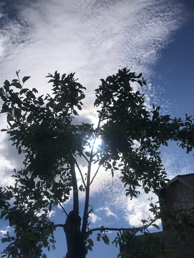 The image shows a view looking up through the branches of a tree towards a blue sky with patchy white clouds. The tree's leaves are silhouetted against the sky. The sun is partially visible through the leaves, creating a lens flare effect. A building is visible in the upper right corner. The location is stated to be in Petrykiv, Ukraine.