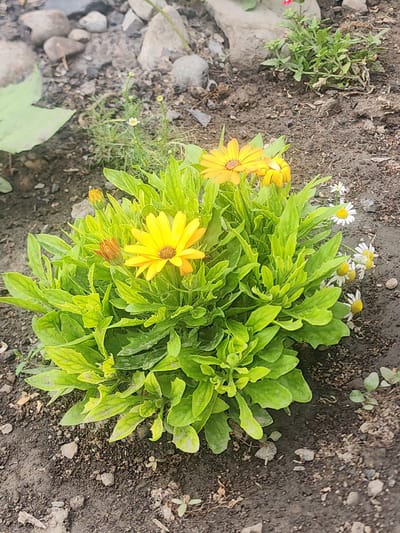 This media file captures a close-up view of a cluster of bright yellow and orange daisies blooming amongst lush green foliage. The flowers are the central subjects, with several open blossoms showcasing their vibrant petals and dark centers. One prominent yellow daisy is in sharp focus, its intricate petal structure clearly visible. Smaller white daisies with yellow centers are scattered in the background, adding a delicate contrast. The plants are situated in dark, earthy soil, which appears slightly damp, suggesting recent rain or watering. Scattered grey stones and a larger, light-colored rock are visible to the left, adding texture to the ground. A few small, pale green sprouts are also dotted around the scene. The overall impression is one of a natural, outdoor setting, likely a garden or wild area. The lighting suggests it could be daytime, with the soft light highlighting the colors of the flowers. There is no visible text in the media file. The location context is Ushtobe, Kazakhstan.