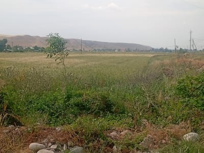 The image depicts a rural landscape under a hazy, overcast sky. In the foreground, a patch of dry, brown vegetation and scattered rocks lines the bottom of the frame. Behind this, a dense area of green foliage, appearing as a mix of grasses and shrubs, dominates the mid-ground. Further back, a vast field of dry, golden grass stretches towards a distant line of low, arid hills. A few scattered trees are visible in the distance, along with the roofs of several houses, suggesting a small village or settlement nestled between the field and the hills. Power lines and utility poles are present on the right side of the image, indicating the presence of infrastructure. The overall impression is one of a dry, agricultural region with a sparse population. The location is identified as Arashan, Kyrgyzstan.