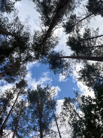 A low-angle shot shows a canopy of tall pine trees against a bright blue sky dotted with white clouds. The trees are densely packed, creating a framing effect around the open sky. The trunks are dark and textured, with many branches extending upwards. The leaves are predominantly green, with some bare branches visible. The overall impression is one of looking up from the forest floor on a clear day. The image captures a natural environment, likely a forest or park, in Mucenieki, Latvia.