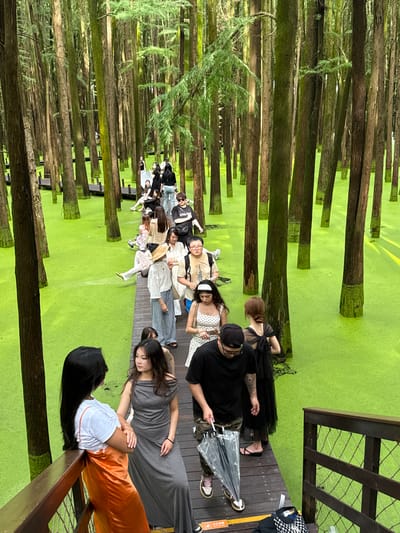 In the Lin'an District of China, a wooden boardwalk winds through a dense forest of tall, slender trees whose bases are submerged in bright green, algae-covered water. A group of people are walking along the boardwalk, some of whom are posing for photos while others are simply enjoying the scenery. The boardwalk is made of dark wood and is lined with railings. The water is a vibrant, almost neon green, and the trees are tall and thin, with dark bark. The overall impression is one of natural beauty and tranquility.