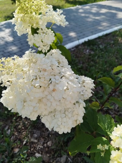 The image shows a close-up view of white hydrangeas in bloom, with some developing green buds at the top. The flowers are clustered together in large, conical panicles. The foreground is dominated by the hydrangeas and their green leaves, with some brown mulch and grass visible on the ground. In the background, a paved walkway with a white border is visible, with dappled sunlight casting shadows on its surface. The overall scene suggests an outdoor setting, likely a garden or park, in Roshchinsky, Russia. No people are present in the image.