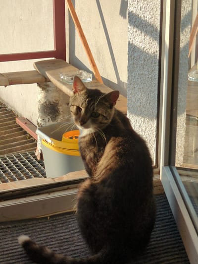 A tabby cat is sitting on a grey rug in front of a window. The cat is facing towards the right of the frame, with its body slightly turned away from the camera. Its tail, which is dark brown with a white tip, is visible resting on the rug. Behind the cat, there is a gray bucket with a yellow insert. The bucket is sitting on a metal grate. In the background, there is a textured wall with shadows cast on it, and a wooden plank. The scene appears to be outdoors, possibly on a balcony or patio, given the presence of the grate and the view of the wall. This location is in Rusiec, Poland.