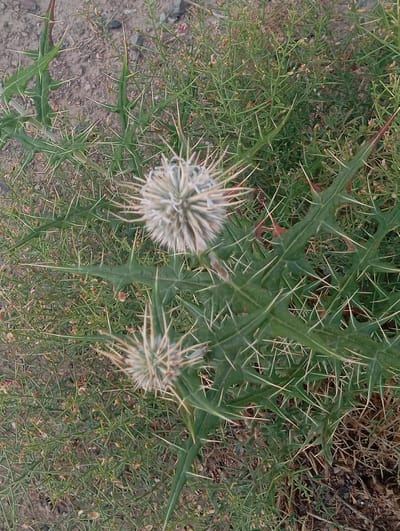 A close-up, overhead view shows thorny green plants with sharp white spines on their leaves and stems. Two round, spiky seed heads are visible, one larger and in focus in the upper center of the frame, and a smaller, out-of-focus one in the lower center. The plants are growing on dry, dusty ground, with scattered small pebbles and dry leaves. The background consists of more of the same thorny vegetation and dry earth. There are no people or animals present, and no actions or interactions are depicted. The scene is an outdoor, natural environment.