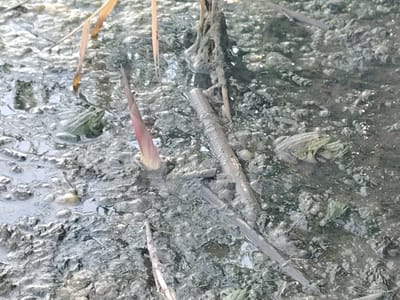 The image captures a shallow body of murky water with a muddy bottom, characteristic of a natural pond or wetland. Several green frogs are visible, partially submerged and blending in with the environment. One frog is on the left side of the frame, appearing alert. Another is on the right, also in the water. There are also dead plant stalks, reeds, and debris scattered across the surface and within the water, suggesting a natural, uncultivated environment. The lighting suggests it is daytime. The scene is consistent with a natural habitat found in rural areas such as Заямнаўскі сельскі Савет, Belarus.