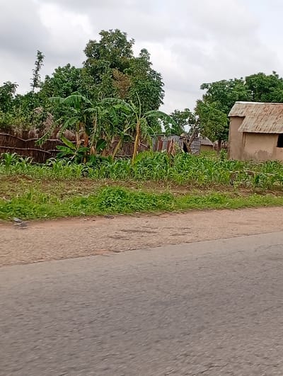 The image depicts a rural scene in Jauro Shomwa, Nigeria, under an overcast sky, suggesting either early morning or late afternoon, or a day with heavy cloud cover. The foreground is dominated by a paved road, with a rougher, unpaved shoulder on the right. Beyond the shoulder, a cultivated field with young corn plants is visible, bordered by a dense line of green vegetation.
Behind the cornfield, a variety of trees and plants create a lush backdrop. Among these are banana plants, easily identifiable by their large, broad leaves. Scattered within this greenery are a few structures, hinting at a settlement. One prominent structure is a building with a corrugated metal roof, appearing to be made of mud or adobe. To the left of this building, other smaller structures, possibly traditional huts, are partially visible, also with rudimentary roofing. A fence made of woven branches or reeds runs along the edge of the cultivated area.
There are no people clearly visible in the frame, but a dark silhouette can be seen in the distance, partially obscured by vegetation, possibly a person or an animal. The overall atmosphere is serene and quiet, characteristic of a rural environment. The scene suggests agricultural activity and daily life in a Nigerian village, with a focus on subsistence farming and traditional housing. No visible text is present in the image.