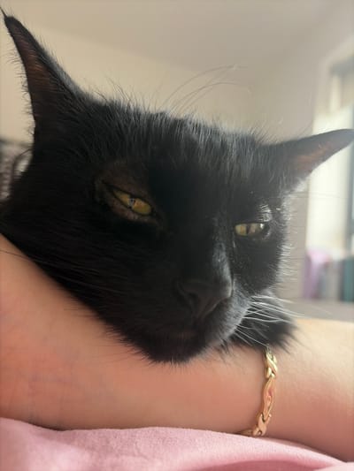 A black cat with yellow eyes is nestled in the crook of a person's arm. The person is wearing a gold bracelet and a pink shirt. The location is unknown and cannot be determined from the image.