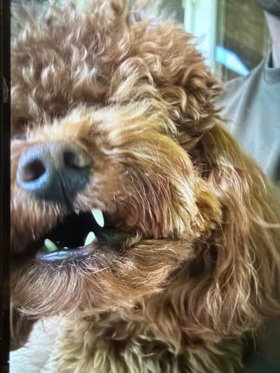 The image shows a close-up, head-on shot of a fluffy, brown dog, likely a Poodle mix, with its mouth open and teeth bared. The dog's fur is a rich reddish-brown and appears somewhat disheveled. Its snout is dark, with visible nostrils. The lighting suggests an indoor setting, possibly a home environment. There is a blurry background that hints at a person, likely the dog's owner, wearing a light-colored garment, to the right of the frame. No specific location in Kastel, Bulgaria, can be identified from the visual information provided. The image captures a moment of apparent excitement or playfulness from the dog.