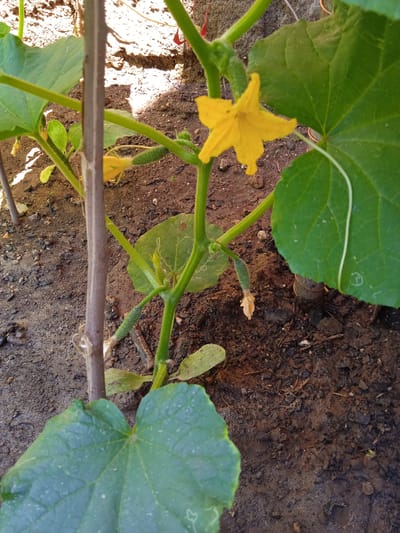 A close-up, eye-level shot shows a young cucumber plant in the city of Saky, Ukraine. The plant, supported by a thin wooden stake, has several small green cucumbers, a bright yellow flower, and large green leaves. The soil is dark and appears moist, with scattered small pebbles and debris. The image focuses on the plant's growth, highlighting the emerging fruit and flower.