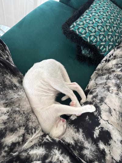 A white cat is sleeping curled up on a dark green velvet sofa. The cat is positioned diagonally across the sofa, with its body forming a crescent shape. The cat's paws are visible, with its front paws tucked under its head and its hind legs extended. The sofa has a patterned cushion with a geometric design and black fringe placed at the top right. To the left and right of the cat, there are patterned blankets with a black and white tie-dye design. The background shows a sheer white curtain. This scene is taking place indoors, likely in a residential setting, with no specific landmarks in Bang Rak Yai Subdistrict, Thailand visible.