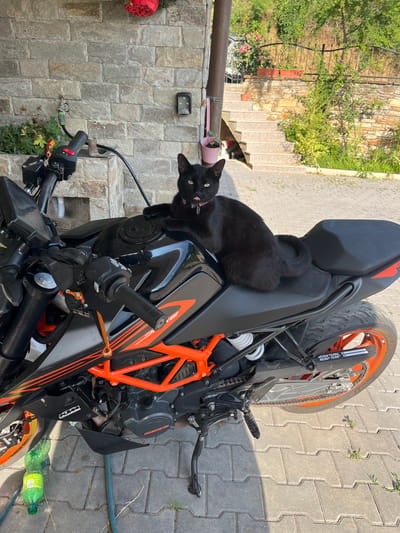 A black cat with a pink collar is sitting on the black seat of a black and orange motorcycle parked on a paved patio. The cat is facing forward and has its tongue sticking out. The motorcycle is parked in front of a stone wall. Stairs lead up to a house in the background. There are plants and trees visible. A green plastic bottle is lying on the patio near the motorcycle's front wheel. The scene is illuminated by bright sunlight, casting shadows on the ground.