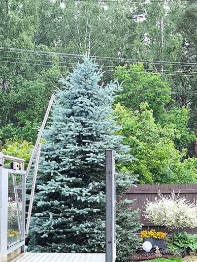 The image depicts a residential backyard in Medemciems, Latvia, characterized by lush greenery and a wooden fence. A large, blue spruce tree dominates the center of the frame, its branches reaching towards a cloudy sky. To the left of the spruce, a metal railing and glass enclosure are visible, possibly part of a deck or patio. In the background, a dark wooden fence separates the yard from what appears to be a wooded area. A smaller, white-leafed bush is planted near the fence, accompanied by a planter box filled with yellow flowers and a decorative white orb. The ground is covered with grass and a patterned walkway. The overall impression is one of a well-maintained outdoor space, likely during the summer months, given the abundance of foliage. There are no people visible in the image.