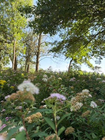 A low-angle shot captures a dense field of flowering shrubs with delicate white and pink blossoms in the foreground, transitioning to a background of trees under a clear blue sky. Sunlight filters through the leaves of the trees, creating a dappled effect on the foliage. The scene appears to be a natural or park-like setting.