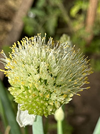 This is a close-up, eye-level, outdoor photograph of an onion flower. The flower head is spherical and composed of numerous small, pale green buds and delicate, white filaments topped with bright yellow anthers. The flower is in the foreground and is sharp, while the background is blurred, creating a shallow depth of field. The background consists of out-of-focus foliage in shades of green and brown, suggesting a garden or natural setting. A hint of a thin, green stem is visible on the right side of the frame, supporting the flower head. The lighting appears natural, likely from daylight, with no harsh shadows. The image captures the intricate detail of the flower's reproductive parts. There is no visible text in the image. The location context of Ovsyanka, Russia, is provided, but there are no specific visual cues within the image that definitively place it in this location. The weather appears to be mild and conducive to outdoor photography.