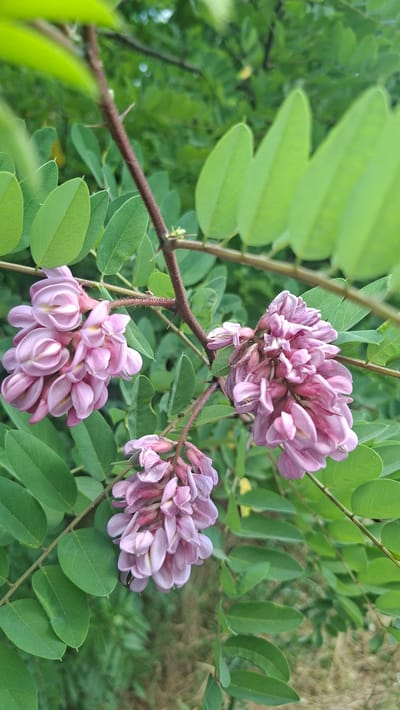 This media file is a close-up photograph of flowering branches of an acacia tree, likely taken in Hîncești, Moldova. The subjects are clusters of delicate, pale pink flowers hanging in graceful racemes, surrounded by the compound leaves of the tree. The leaves are ovate, a vibrant green, and arranged pinnately along the branches. The branches themselves are thin and woody, with prominent thorns, adding a textural contrast to the soft blooms and foliage.
The scene is set outdoors, with a soft focus background composed of more greenery and some dry grass, suggesting a natural, possibly rural or park-like environment. The lighting appears to be natural daylight, likely taken during the daytime, as there are no strong shadows. The image captures the beauty of the flowering season, evoking a sense of nature's ephemeral bloom.
There is no visible text in the image. The focus is entirely on the botanical details of the acacia tree in bloom. The composition highlights the intricate structure of the flowers and the pattern of the leaves. The photograph is a still shot, with no activity or event taking place, simply a portrait of a tree in bloom.