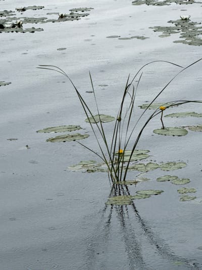 The image depicts a tranquil scene on a body of water, likely a pond or lake, during rainfall. The water's surface is disturbed by numerous circular ripples, indicating that raindrops are falling. Scattered across the water are lily pads, some submerged and others floating, with a few lily flowers. In the center of the frame, a cluster of tall, thin reeds or grasses emerges from the water, their reflections stretching downwards. The overall color palette is muted, dominated by shades of gray and green, contributing to a somber and peaceful atmosphere. The image was captured in the city of Verkhotor, Russia.