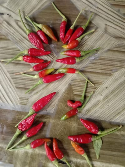 A high-angle shot shows a collection of small, red chili peppers arranged in a somewhat circular pattern on a textured, wooden surface. The peppers vary in ripeness, with some appearing bright red and others showing hints of orange or yellow at their tips. Their stems are green and delicate. The wooden surface has a grain pattern that runs diagonally in alternating light and dark shades, giving it a woven or striped appearance. No people or other objects are visible in the frame, and the lighting is consistent throughout the image, suggesting an indoor setting.