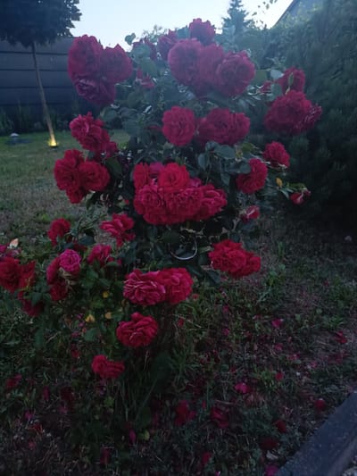 The image depicts a bush of dark red roses in a garden at dusk. The roses are in full bloom, with many clusters of flowers. The bush is surrounded by green foliage and fallen petals are scattered on the ground. In the background, a fence and some trees are visible. The lighting suggests it is either early morning or late evening. The scene appears to be a private garden, possibly in a suburban or rural setting. The location is identified as Tokarnia, Poland, which is a village in Lesser Poland Voivodeship.