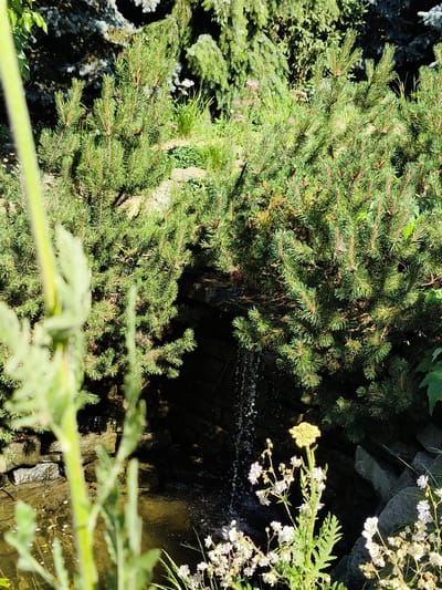 This media file captures a sunlit garden scene, likely in Goczałkowice-Zdrój, Poland. The foreground is dominated by a tall, blurry green plant with feathery leaves, partially obscuring the rest of the image. Behind this, a small, rocky waterfall trickles into a shallow pool of water. The water reflects the sunlight, creating a shimmering surface.
Surrounding the waterfall and pool are dense evergreen shrubs, appearing to be pine trees, with their needle-like foliage creating a rich texture. In the background, more evergreen trees and some lighter green foliage are visible, suggesting a lush and well-maintained garden. Scattered amongst the greenery are small clusters of delicate white flowers, adding a touch of softness to the scene, and a single yellow flower stands tall in the mid-ground. The sunlight indicates it is likely daytime, with bright, clear weather. The overall impression is one of natural beauty and tranquility. There is no visible text in the image.