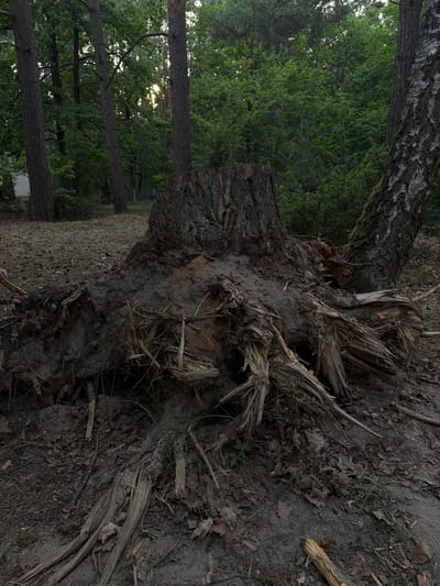 A fallen tree with exposed roots is the primary subject of the image, situated in a forest environment within Ракітніцкі сельскі Савет, Belarus. The tree appears to have been uprooted, with a substantial portion of its root system exposed and entangled with soil and debris. The trunk of the tree has been severed, leaving a stump that is also visible in the foreground. The surrounding area is covered in leaf litter and pine needles, indicative of a forest floor. The background consists of dense foliage and other trees, with sunlight filtering through the canopy in some areas, suggesting it is daytime. No people are visible in the image. The scene conveys a sense of natural disruption, likely caused by wind or other environmental factors.