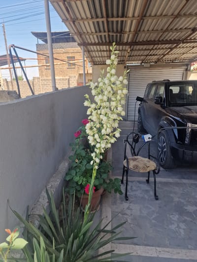 The image captures a scene in Nor Kharberd, Armenia, under a corrugated metal awning. A tall stalk of white flowers, possibly yucca, dominates the left side of the frame, with several red roses blooming below it in a terracotta pot. To the right, a black SUV is parked, connected to a charging cable plugged into an outlet. In the foreground, a small, ornate metal chair with a patterned seat sits near the flowers. The background reveals brick buildings and utility poles, suggesting a residential or industrial area. The ground is a concrete slab with visible joints.