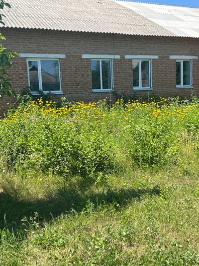 The image depicts a close-up view of a brick building facade with several windows. The building is situated next to an overgrown area with lush green vegetation, including tall grass and numerous small yellow flowers. The vegetation is dense and appears to be encroaching on the building. A shadow of a person is cast on the grassy area, suggesting the presence of someone outside the frame. The scene is well-lit, indicating it is daytime. The sky is visible in the upper left corner, appearing clear and blue. The building's roof, partially visible on the left, is covered with corrugated material. The overall impression is one of an unkempt, natural setting adjacent to a residential or functional structure. The location is identified as Malyi Trostianets, Ukraine.