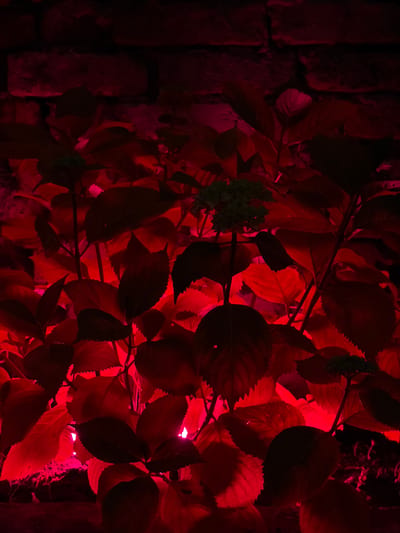The image shows a close-up, dimly lit view of red leaves, possibly from a plant like a hydrangea, illuminated by a red light source. The leaves are varied in size and shape, with some showing serrated edges. The texture of the leaves is visible, with some appearing slightly velvety or matte. In the background, a rough, textured surface resembling a stone wall can be seen on the left side of the image, also dimly lit and tinted red. The lighting creates strong contrasts between the illuminated surfaces of the leaves and the shadows, giving the scene a dramatic and somewhat mysterious atmosphere. There are no people or specific activities depicted. The time of day and weather are not discernible. The location context provided is Dongaron, Russia, but there are no specific visual cues within the image that confirm this location. No text is visible in the image. The overall impression is one of natural elements bathed in an artificial, intense red light.