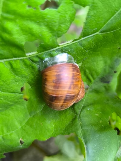 A close-up, overhead shot captures a snail on a vibrant green leaf. The snail's shell is a warm brown, spiraling inwards with darker brown stripes. A clear, gelatinous substance, likely mucus from the snail, surrounds the shell and appears to be attached to the leaf. The leaf itself is large and textured, with visible veins and several irregular holes, suggesting it has been nibbled on. The background is softly blurred, hinting at a natural, outdoor environment, potentially a garden or park, consistent with the natural habitats of snails in Mosėdis, Lithuania.