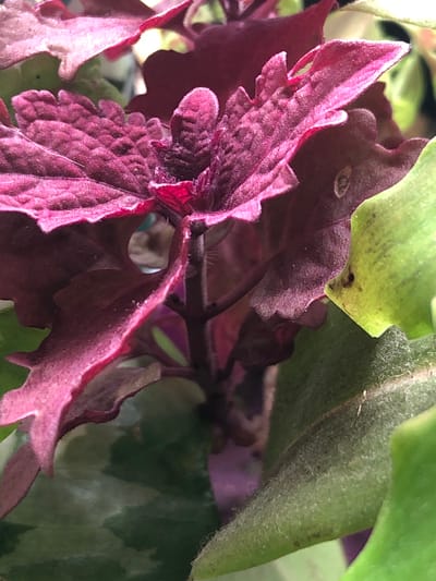 A close-up, macro photograph captures a vibrant cluster of deep magenta and lime green coleus leaves. The leaves exhibit a textured, velvety surface with serrated edges. One prominent magenta leaf in the foreground is slightly curled, revealing a circular hole in its center. A stem, also magenta, is visible connecting the leaves. The background consists of blurred green foliage, suggesting an outdoor or greenhouse environment. There are no people or structures visible, and the location in Пионерский, Russia, cannot be determined from the image.