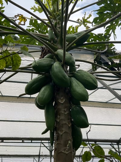 A low-angle, vertical photograph depicts the upper trunk and fruit-bearing section of a papaya tree (Carica papaya) in Candikuning, Indonesia. Numerous green, elongated, unripe papayas, approximately twenty to thirty in count, are densely clustered directly around the central brown, textured trunk. The papayas vary in size but consistently exhibit a smooth, dark green skin. Above and to the sides of the fruit, large, multi-lobed green leaves extend on thick, hollow-appearing stems; some leaves show minor discoloration or damage. The background reveals a white mesh or netting structure, consistent with a greenhouse or agricultural enclosure, supported by dark horizontal and diagonal structural elements. Patches of an overcast sky are visible through the canopy. No human subjects or activity are present in the frame.